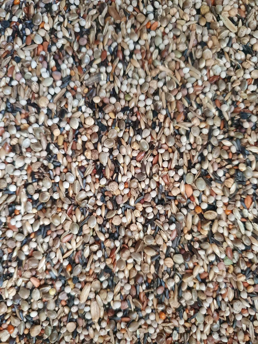 Liessens 214 Cardellini - Hobbyfarm Hoebregts