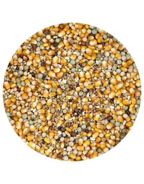 Allevamento e muta classici - Cibo per piccioni - 5 kg - Versele-Laga