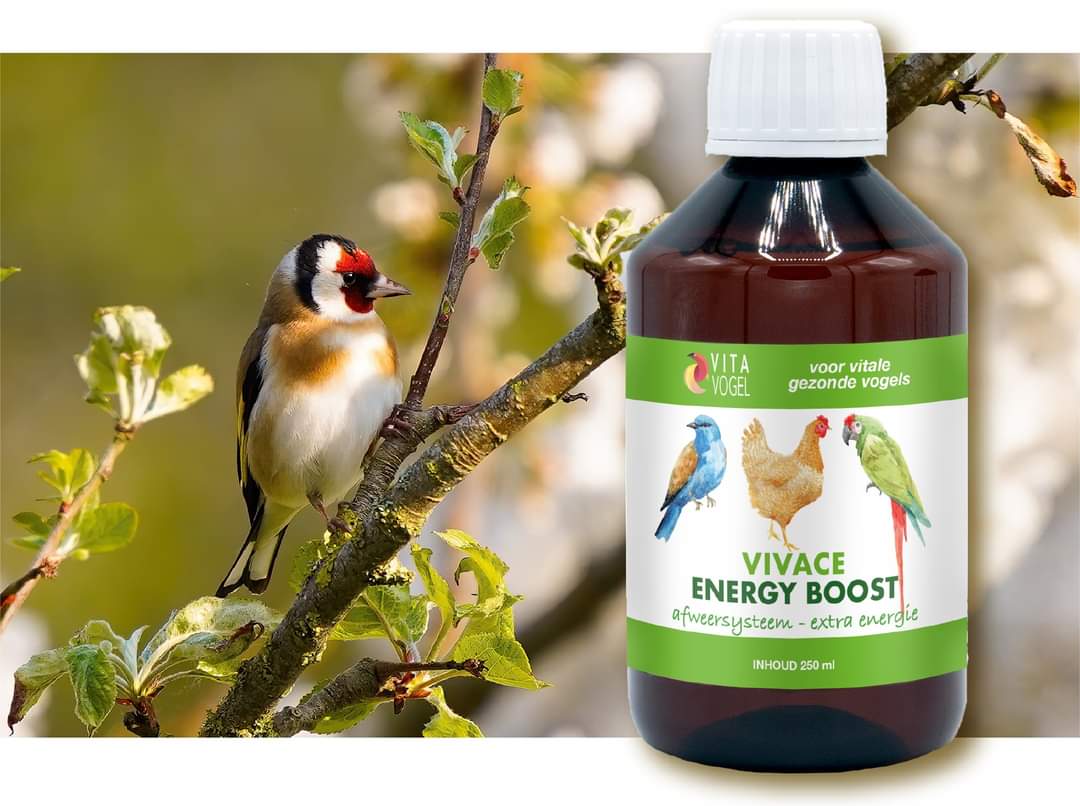 Vivace Energy Boost 100ml - Vita Vogel - immagine 3