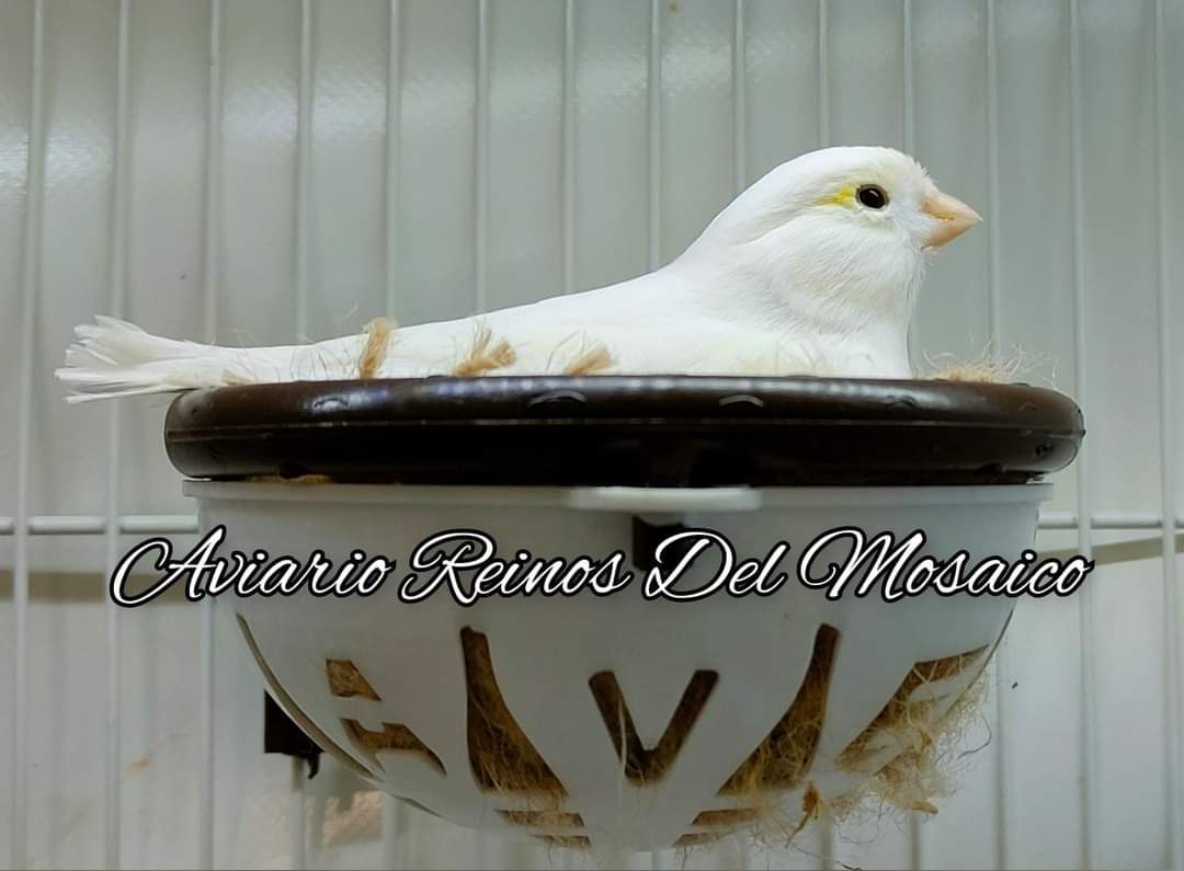 1 Nido Nicolas + 5 Anelli Rimovibili - Moldes Ave - immagine 8