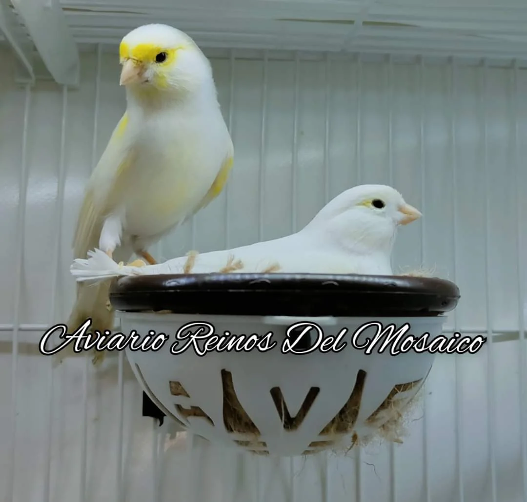 1 Nido Nicolas + 5 Anelli Rimovibili - Moldes Ave - immagine 6