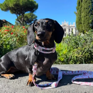 Guinzaglio SWEET HEART