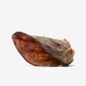 Orecchie di Bovino (con pelo)