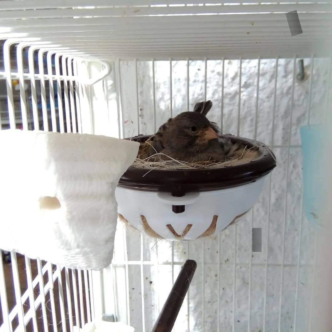 1 Nido Nicolas + 5 Anelli Rimovibili - Moldes Ave - immagine 4