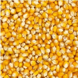 Mais francese 20kg Farm-X