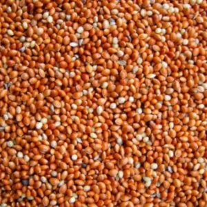 Miglio rosso ( miglio ) a semi tondi 20 kg