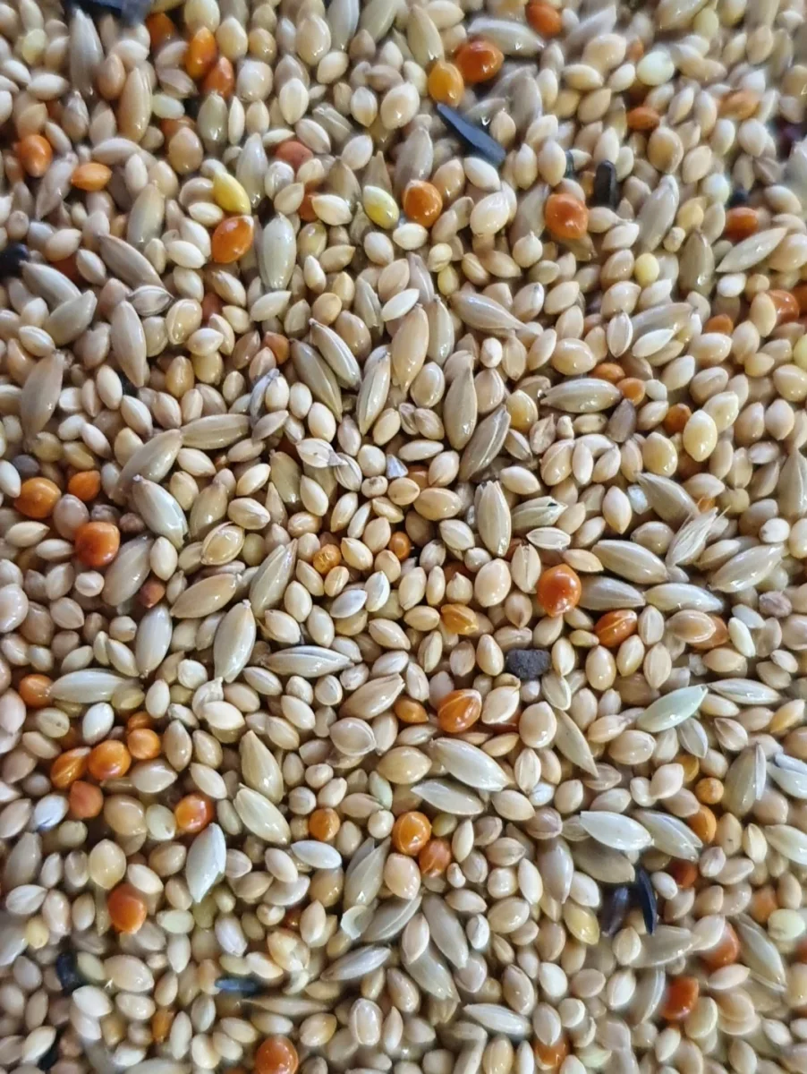 Miscela di qualità King Exotics 5 kg - HobbyFirst - immagine 4