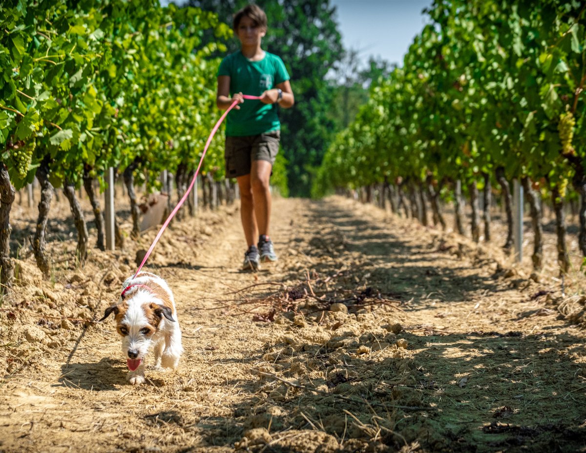 Lunghina Catarifrangente 20mm - immagine 4