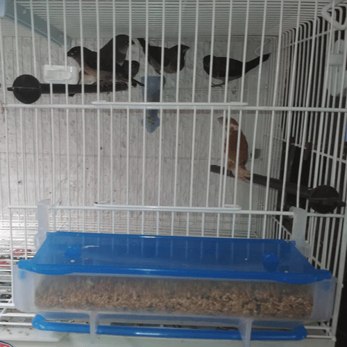 Alimentatore Atlantis - Moldes Ave - immagine 7