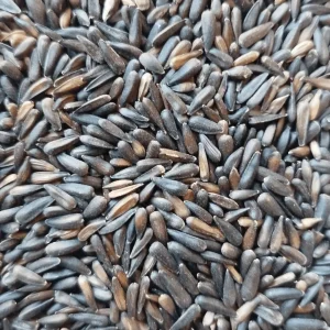 Micro Semi Di Girasole Neri 1kg